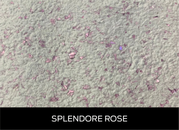 Splendore Rose